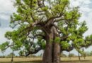 Majomkenyérfa (Adansonia digitata)