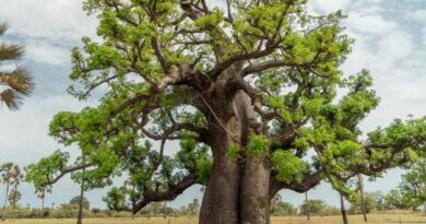 Majomkenyérfa (Adansonia digitata)