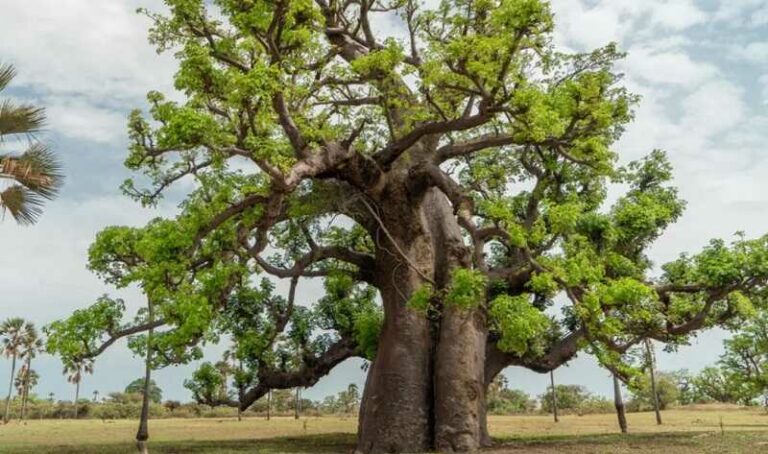 Majomkenyérfa (Adansonia digitata)