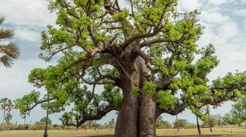 Majomkenyérfa (Adansonia digitata)