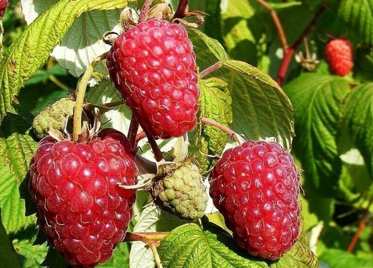 Málna ((Rubus idaeus))