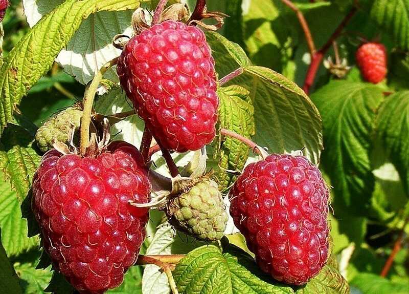 Málna (rubus idaeus)