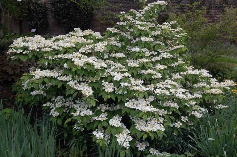 Redőslevelű bangita (Viburnum plicatum)