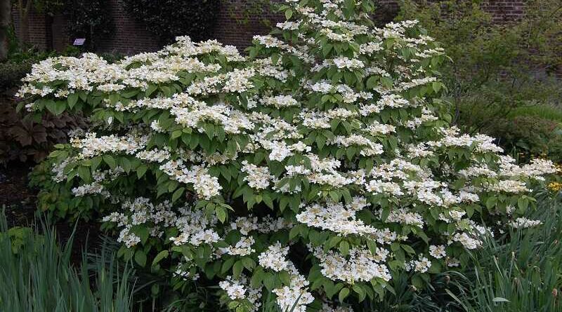 Redőslevelű bangita (Viburnum plicatum)