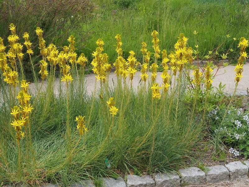 sárga virágoszlop (Asphodeline lutea)