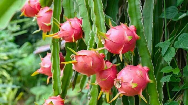 Sárkánygyümölcs (Hylocereus monocantus)