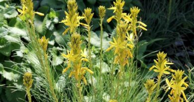 Virágoszlop (Asphodeline)