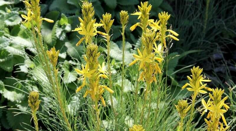 Virágoszlop (Asphodeline)