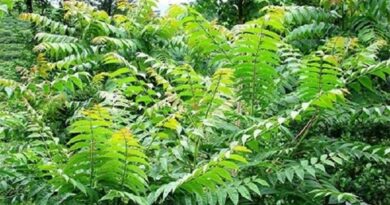 Mirigyes bálványfa (Ailanthus altissima)