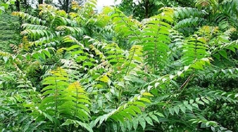 Mirigyes bálványfa (Ailanthus altissima)