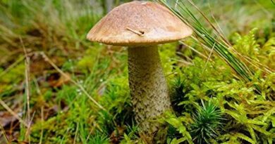 Barna érdestinóru gomba (Leccinum scabrum)