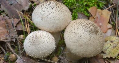 Bimbós pöfeteg (Lycoperdon perlatum)