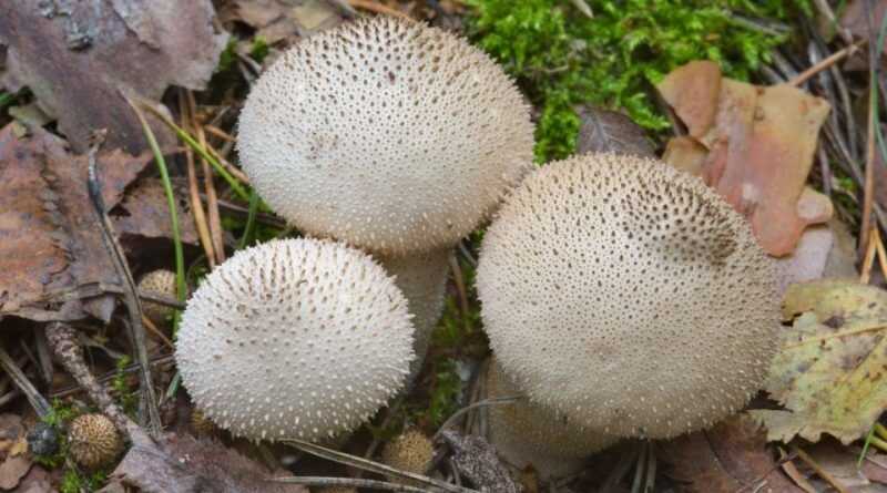 Bimbós pöfeteg (Lycoperdon perlatum)