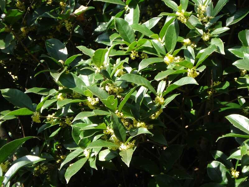 Bódító illatcserje (Osmanthus fragrans)