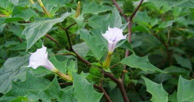 Csattanó maszlag (Datura stramonium)