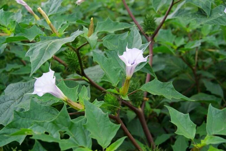 Csattanó maszlag (Datura stramonium)