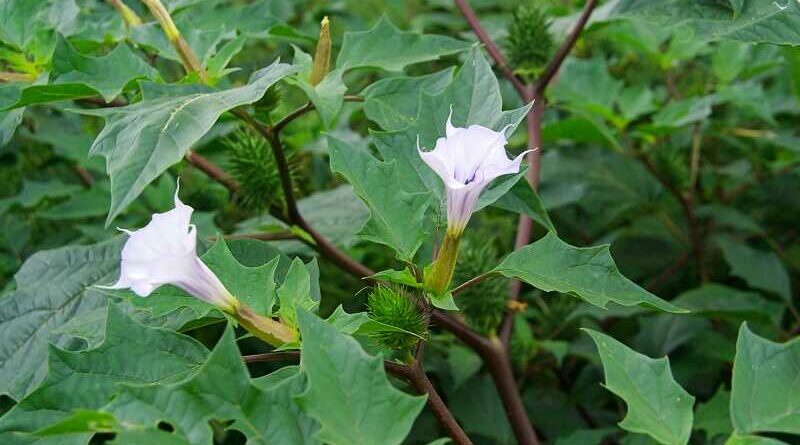 Csattanó maszlag (Datura stramonium)