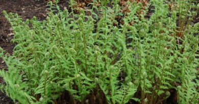 Erdei pajzsika (Dryopteris filix-mas)