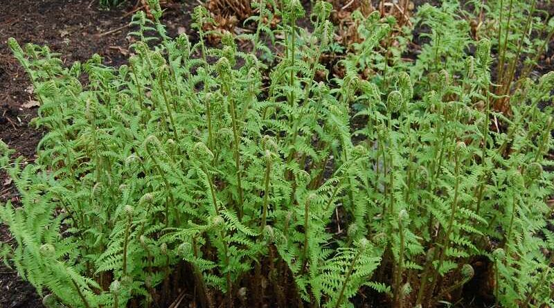 Erdei pajzsika (Dryopteris filix-mas)