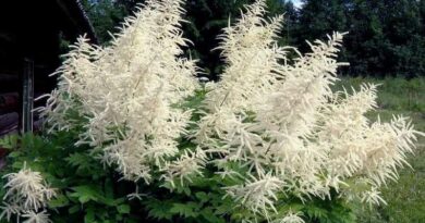 erdei tündérfürt (Aruncus dioicus)