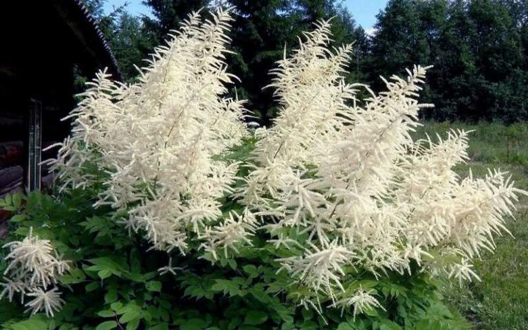 erdei tündérfürt (Aruncus dioicus)