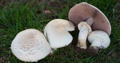 Erdőszéli csiperke (Agaricus arvensis)