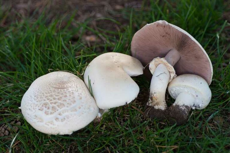 Erdőszéli csiperke (Agaricus arvensis)