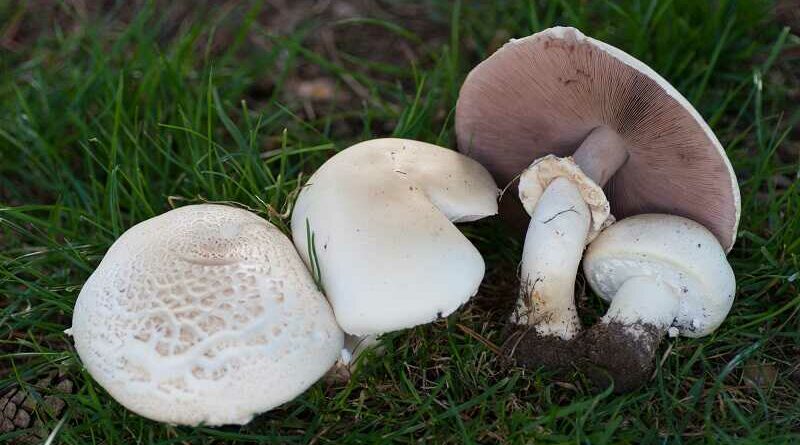 Erdőszéli csiperke (Agaricus arvensis)