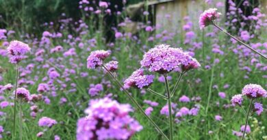 Ernyős verbéna (Verbena bonariensis)