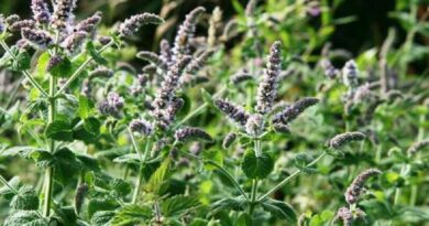 Fodormenta (Mentha spicata)