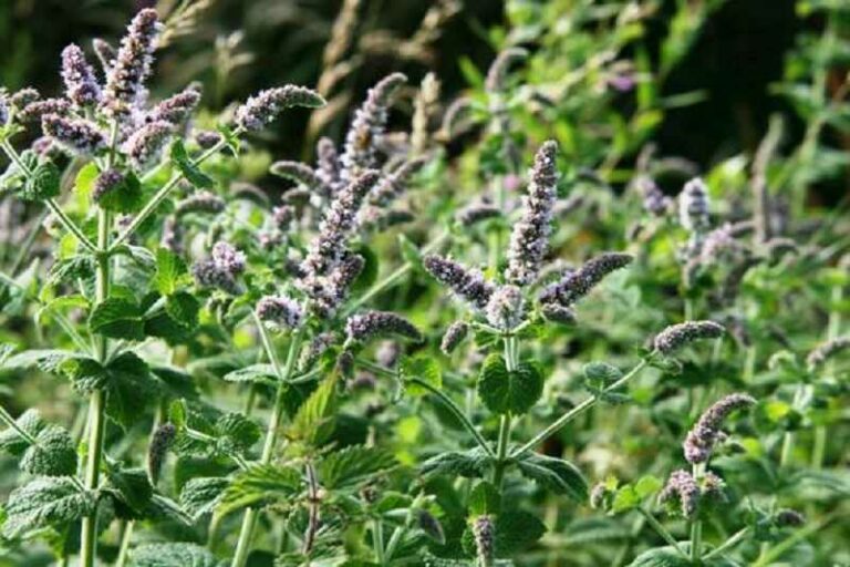 Fodormenta (Mentha spicata)