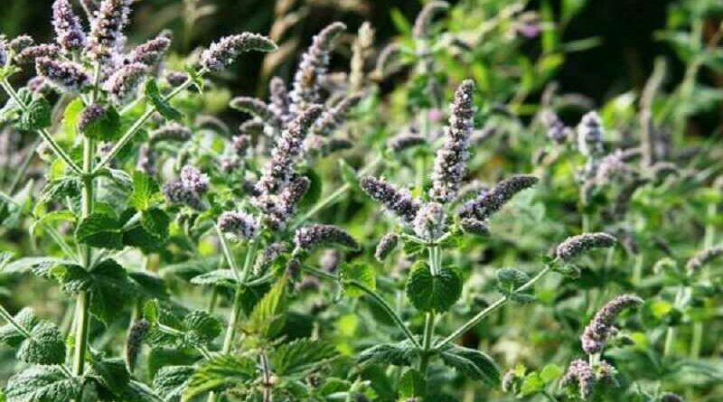 Fodormenta (Mentha spicata)