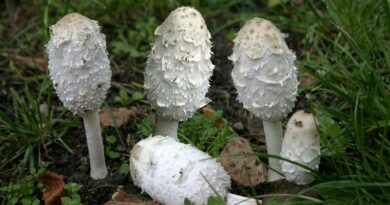 Gyapjas tintagomba (Coprinus comatus)