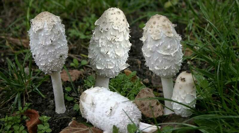 Gyapjas tintagomba (Coprinus comatus)