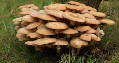 Gyűrűs tuskógomba (Armillaria mellea)