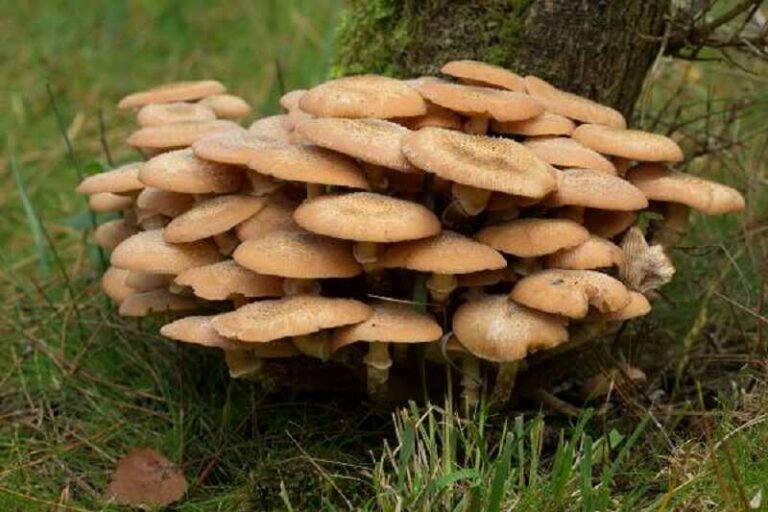 Gyűrűs tuskógomba (Armillaria mellea)