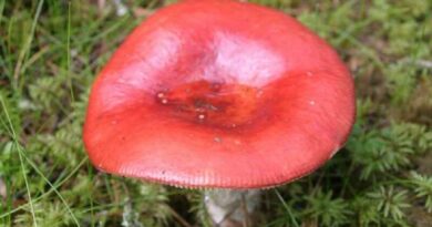 Hánytató galambgomba (Russula emetica)