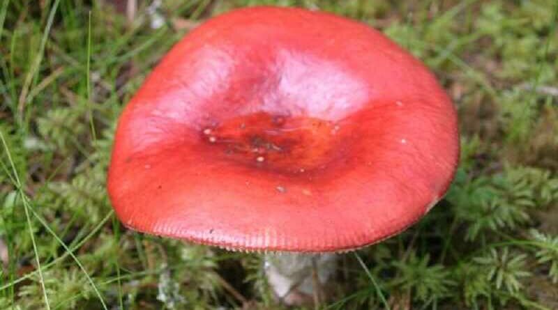 Hánytató galambgomba (Russula emetica)