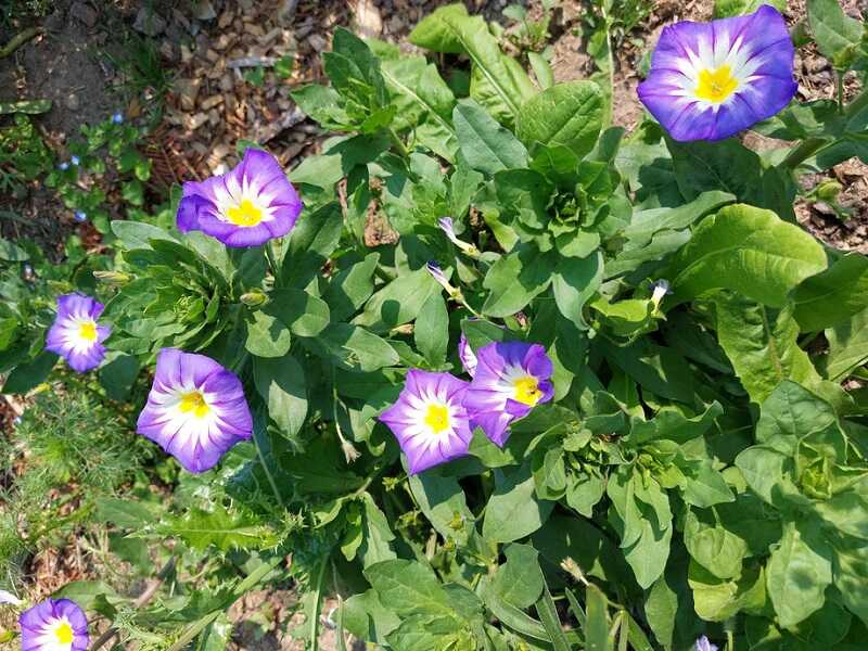 háromszínű szulák (Convolvulus tricolor)