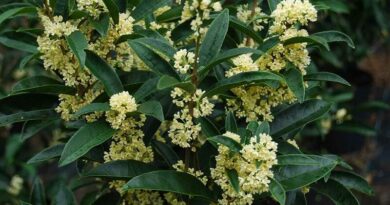 Illatcserje (Osmanthus)