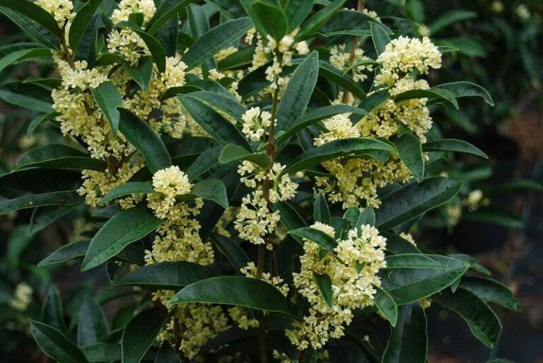 Illatcserje (Osmanthus)