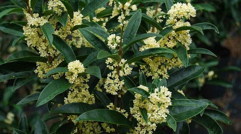 Illatcserje (Osmanthus)