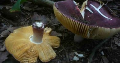 Ízletes galambgomba (Russula alutacea)