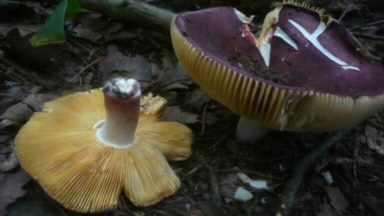 Ízletes galambgomba (Russula alutacea)