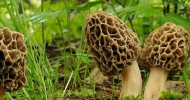 Ízletes kucsmagomba (Morchella esculenta)