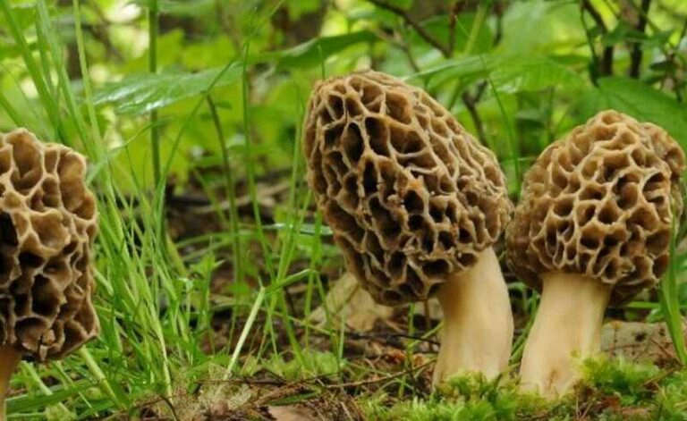 Ízletes kucsmagomba (Morchella esculenta)