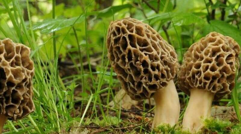 Ízletes kucsmagomba (Morchella esculenta)