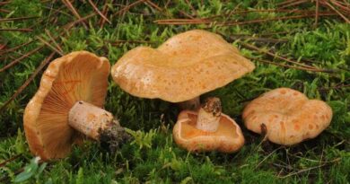 Ízletes rizike (Lactarius deliciosus)