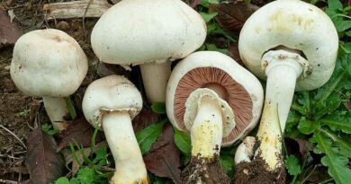 Karbolszagú csiperke (Karbolszagú csiperke (Agaricus xanthodermus)