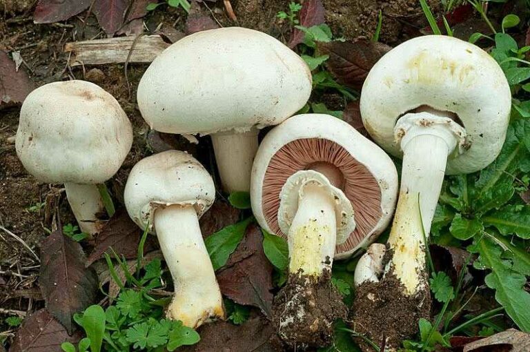 Karbolszagú csiperke (Karbolszagú csiperke (Agaricus xanthodermus)